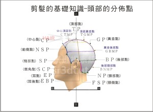 剪髮的基礎知識 ──  頭部的分佈點