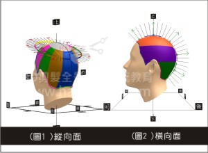 剪髮的基礎知識-頭型的形狀