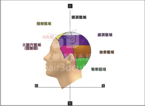 剪髮的基礎知識-基本6分區塊