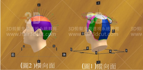 頭型(縱向面)( 橫向面)