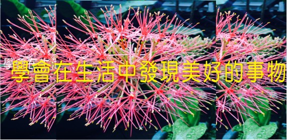 學會在生活中發現美好的事物